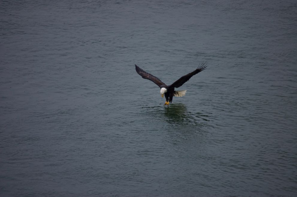Picture of an eagle fishing